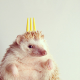 Illustration for article titled I Had No Clue Hedgehogs Were So Darn Cute